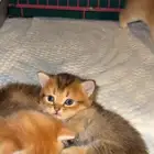 اللبيع قطط برتش منشكن القزم