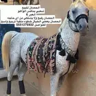 حصان شعبي ينافس الواهو .
