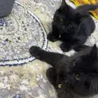 قطط للبيع