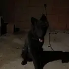 كلبة جيرمين شيبرد