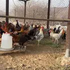 دجاج بلدي