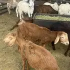 بهم سواكني