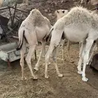 4 حشوان للبيع