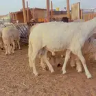 طليان سواكن فل شحم مرابي 4 شهور