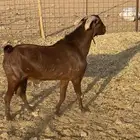 للبيع تيس ادهم من حلال اصايل من محايل عسير