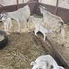 معزا مقاني