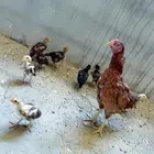 دجاجه بعيالها باكستانيه