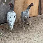 دجاج سندي خاكي