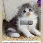 قطط شيرازي هملايا بيكي فيس هاف بيكي قطه قطوه قطو قط كيتن بس