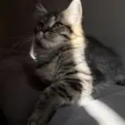 قطط