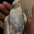 روز اليف تم البيع