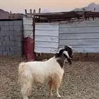 تيس هجين بورقت