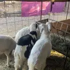 طليان فاخره وجبره ونضيفه شرط