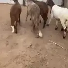 للبيع طليان سواكل