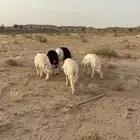 بهم جذعان
