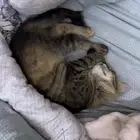 قطوه للتبني