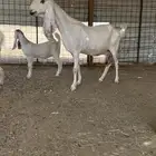عنز متبع ب ثلاثه صنف