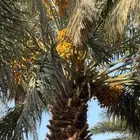 مزرعه للاجار