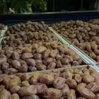 تمر خلاص جودة ممتازة