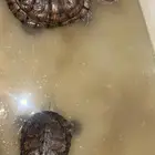 سلاحف للبيع