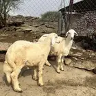 ذبائح للبيع الصحة شرط