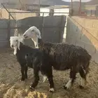 نعجه ومعزاء والد
