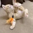 قطة سكوتش انثى للبيع