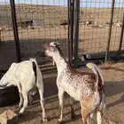 تيوس للبيع