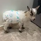 ماعز قزم ذكر للبيع معه حفايظ وحليب عمره اربع شهور