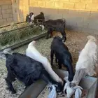 جفار البيع
