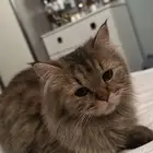 قطه أنثى