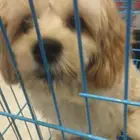 كلاب كيوت و مسالمه للتبني