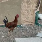 ديك. ديوك