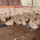 بط بكيني