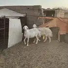 ضأن مضريع
