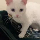 قط للتبني