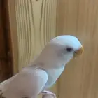 طير روز البينو اليف تم البيع