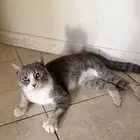 قط منقذ للتبني