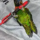 لوري اليف و هدد نشبه