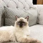 قطوه انثى سليمه ما تشكو من شي ولعوبه