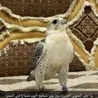 ضايع لي تبع جير من يجده يكلمني