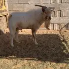 تيس قزمي شرط يقرع وصحه