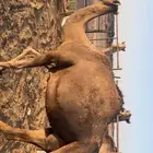 نياق مقاني (تم البيع)