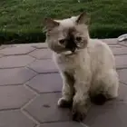 قط او قطه مفقوده ضائعه حي السنابل
