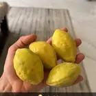 لوز