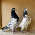 زوجين باكستاني