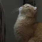 فندقة منزلية قطط وطيور