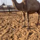 ناقه صفرا للبيع او البدل
