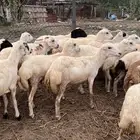رخال رفيدي بلدي