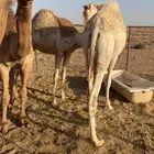 حشو